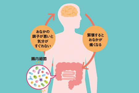 腸脳相関とは？